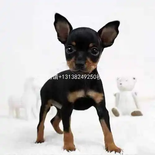 铁包金小鹿犬幼犬纯种棕色迷你杜宾犬小型吉娃娃不掉毛宠物狗活体