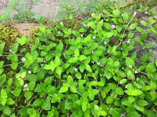 农村一种金色绒毛的野草,人称"过路蜈蚣", 一斤能卖25元