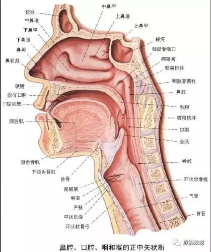 x线解剖消化道造影11组图咽部至直肠彩色解剖图