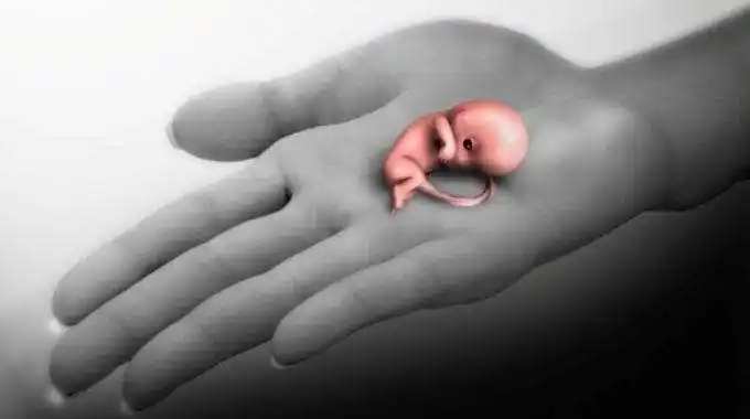 阴道流血妊娠12周内流产女性,绒毛与脱膜分离,血窦开放,就是开始出血