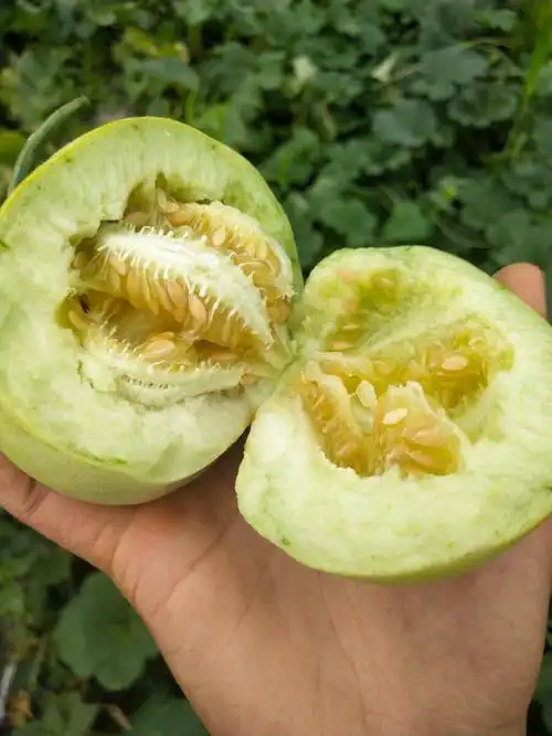 [甜宝甜瓜批发]甜宝 特脆,特甜,连皮吃,香味四溢,价格6元/斤 - 惠农网