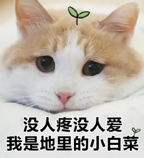 没人疼没人爱的图片(猫咪表情包|没人疼)