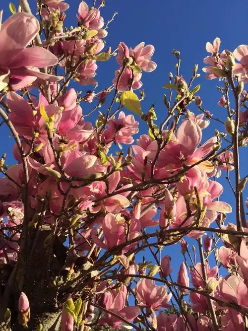 亮丽的红花玉兰