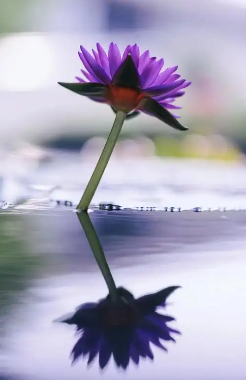 辰山植物园"中国医师节"惠医免票