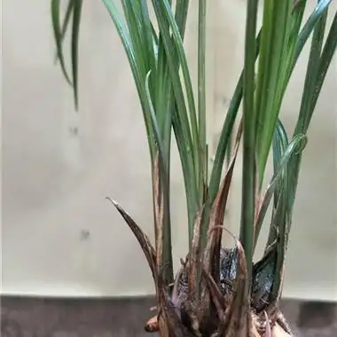 莲瓣兰赌草未分未花奇甲赌奇花