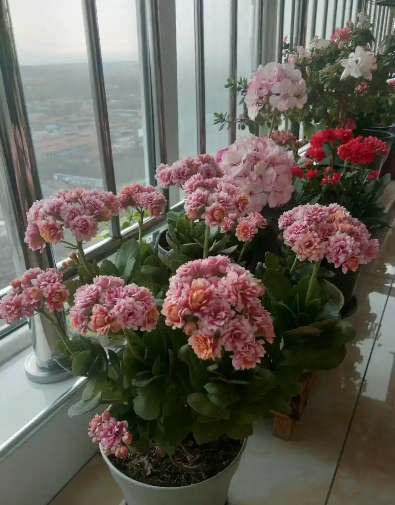 有种长寿花,叫"安娜公主",颜值高,花期长,耐阴,室内也能养