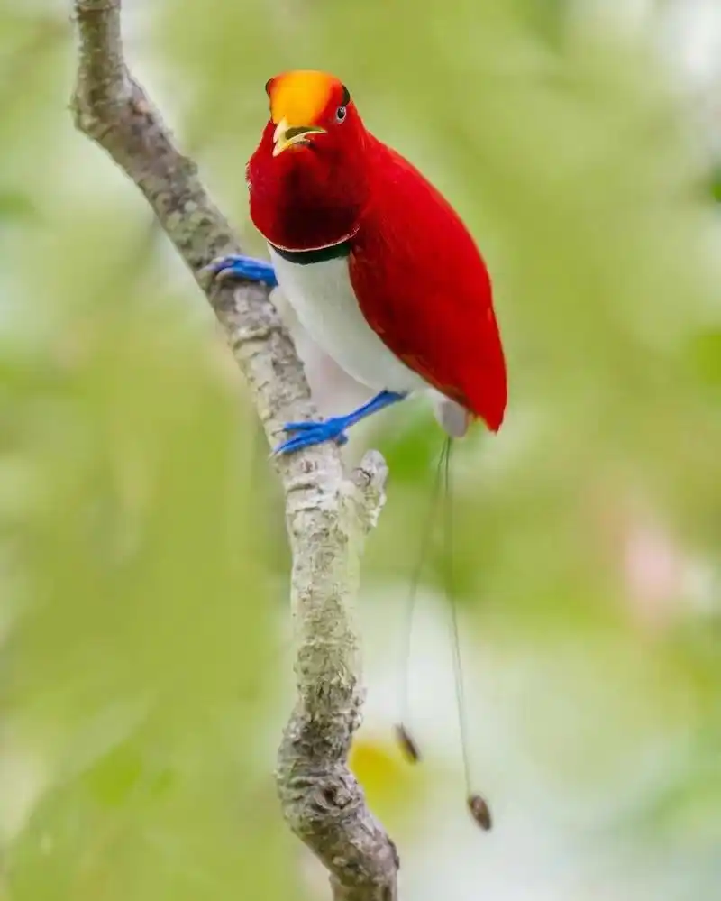 一朝相恋,终生相伴  中文名:王极乐鸟 英文名:king birds-of-paradise