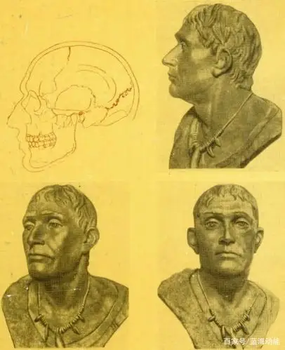 图为颜那亚人头骨复原,该族群为欧洲共同祖先,以好战著称,其后裔扩张