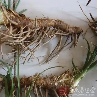 知母的功效与作用 - 中药本草 - 三九养生堂(m.39yst.com)