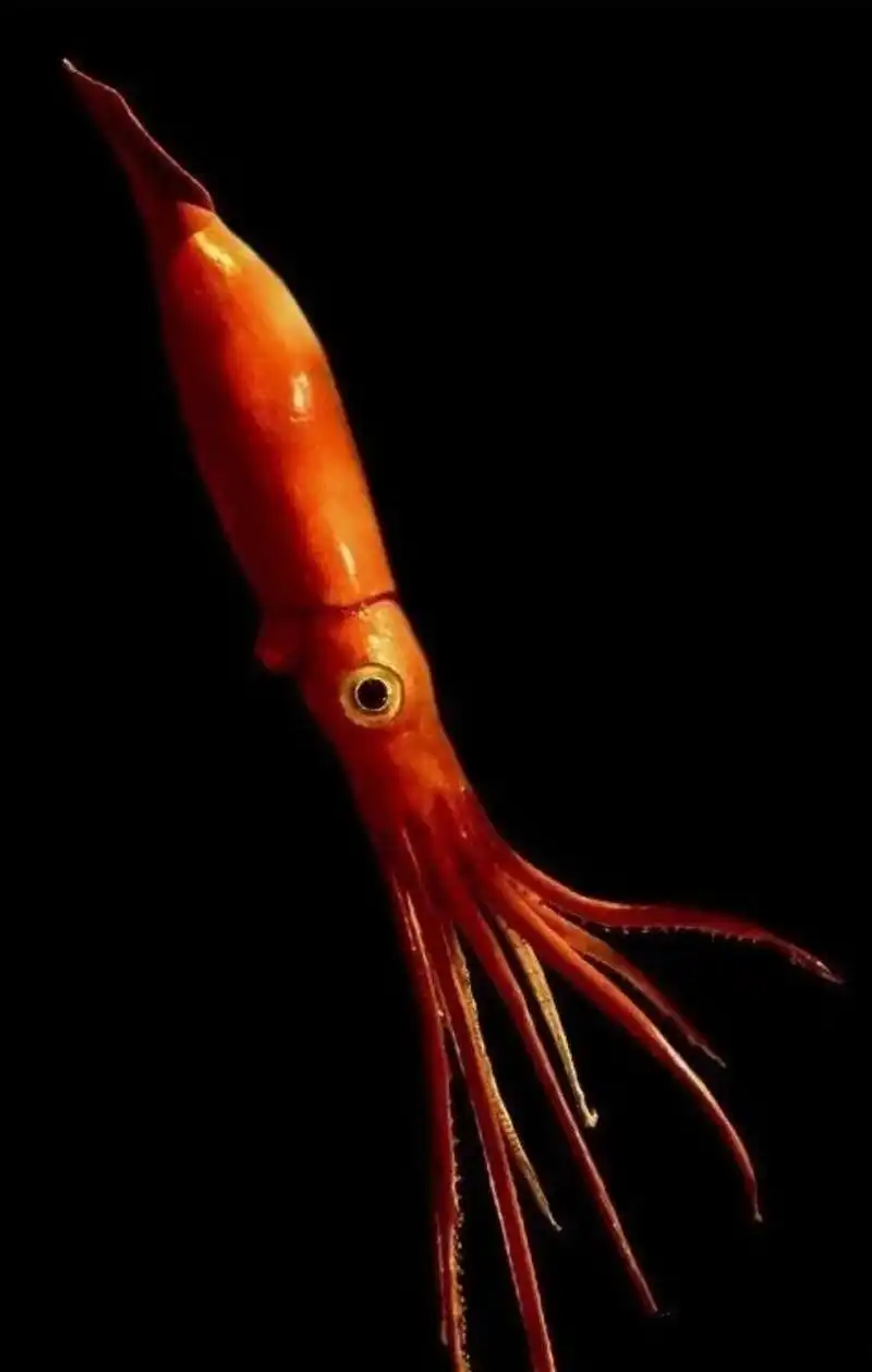 大王乌贼 大王乌贼是管鱿目大王乌贼科巨乌贼属动物,又叫大王鱿鱼