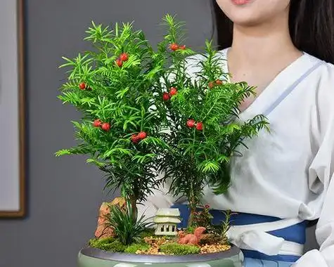 如何养护红豆杉盆景?(打造美轮美奂的盆景花园,红豆杉是绝佳选择.