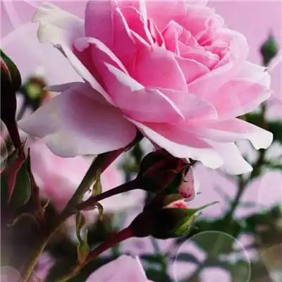 好看的玫瑰花头像图片大全 适合做头像的玫瑰花图片唯美_微信头像