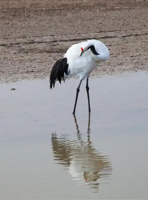 湿地之神丹顶鹤陈富友