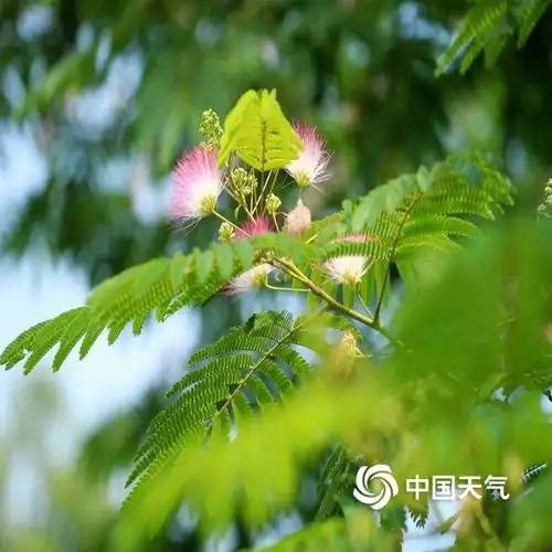 2020年5月20日,江西省南昌市天气晴朗,公园里的草木生长茂盛,在阳光下