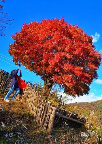 围观黑水县奶子沟的网红树红了彩林胜景正在火力全开