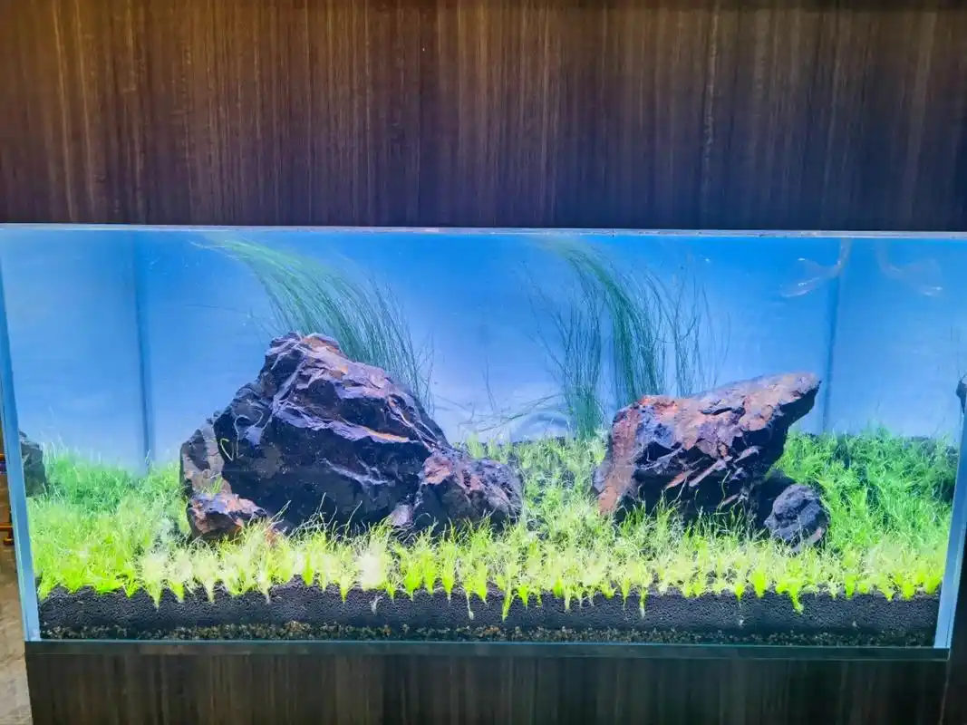 挖耳草坪的第一天#草缸造景 #开缸 #水草 - 抖音