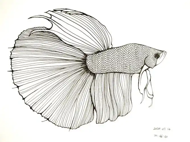 黑白线描斗鱼