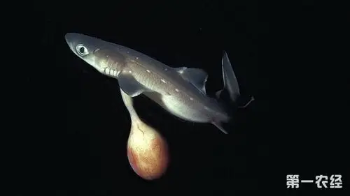 (刚刚出生的小鲨鱼)【常见问题】鲨鱼是不是鱼?