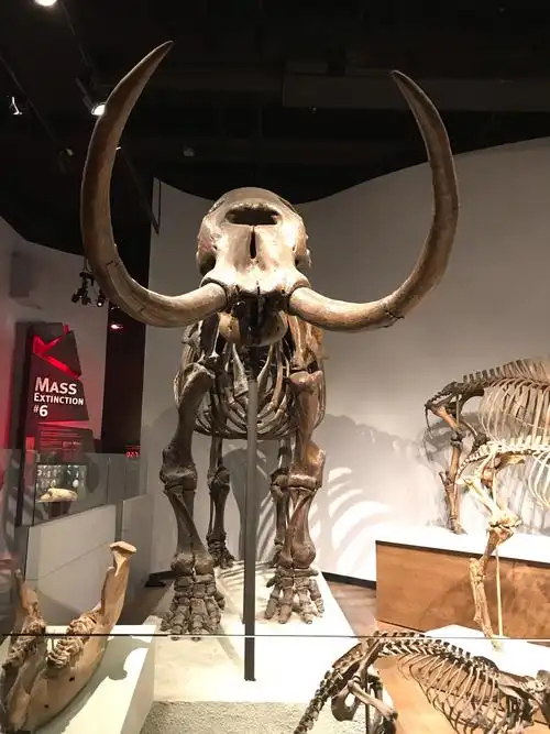 巨大的猛犸象化石.