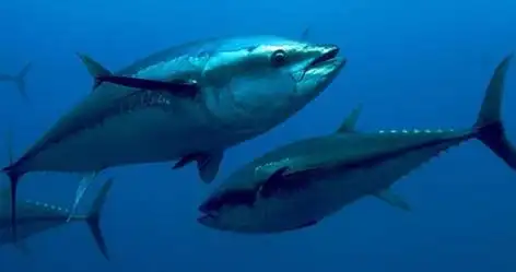 黄鳍金枪鱼,大眼金枪鱼,长鳍金枪鱼,鲣鱼,蓝鳍金枪鱼,马苏金枪鱼六种