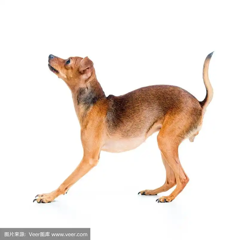 宠物狗的侧视图