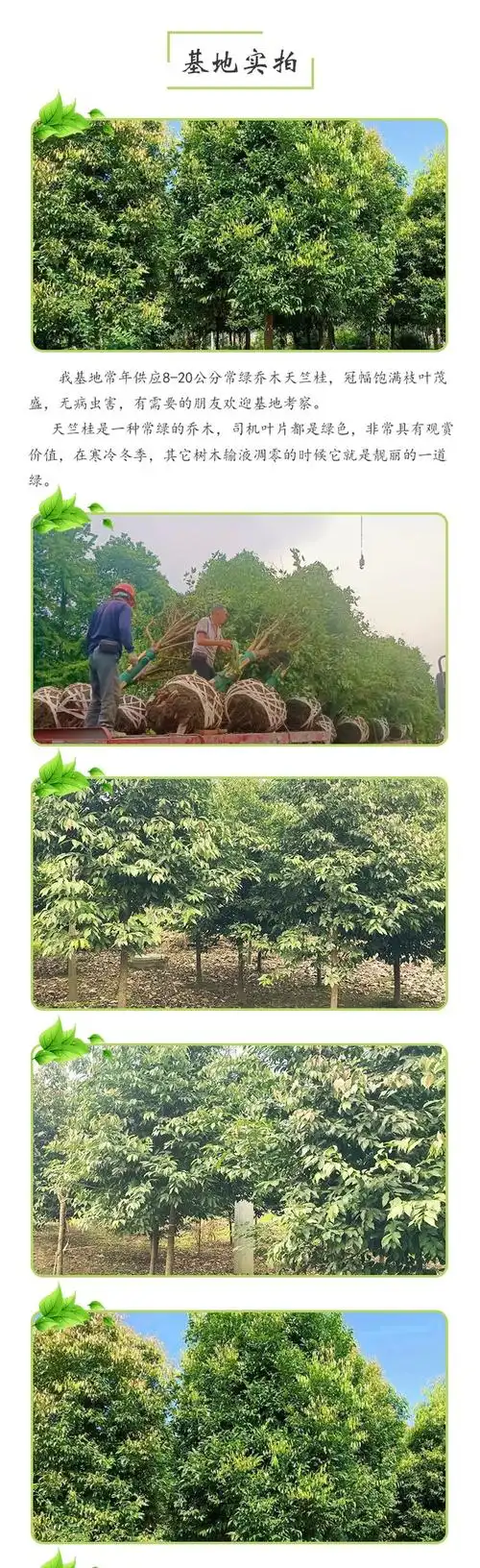 18公分天竺桂产地供应6-30公分 常绿乔木 冠幅大 黑土成活率高 - 爱企