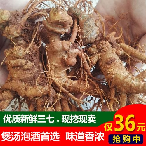 正品新鲜三七正宗云南文山红土三七新鲜田七乡野生三七泡酒