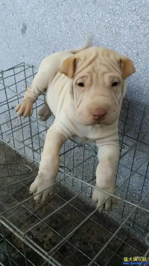 骨嘴沙皮看上联系