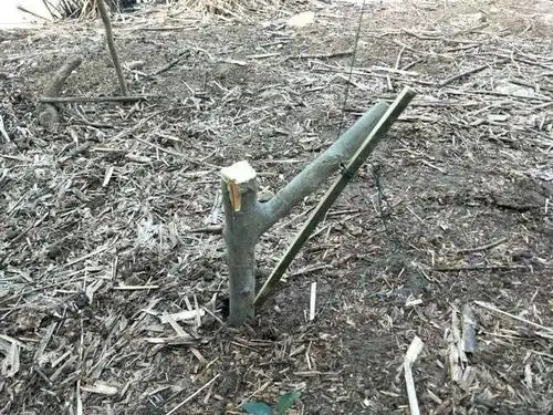 世界上最简单的吊脚套制作方法野鸡斑鸠一套一个准