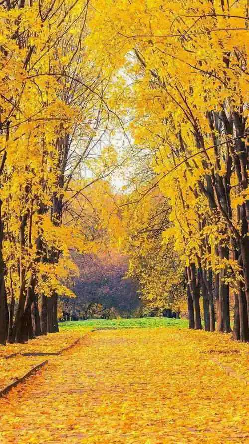 森林道路上的橙色落叶-风景壁纸 - 壁纸家