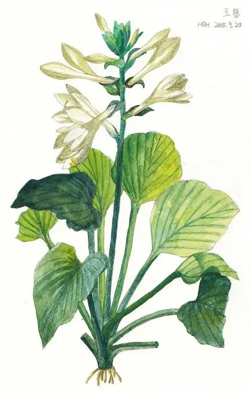 玉簪-hqh_水彩,手绘,hqh,临摹_涂鸦王国插画