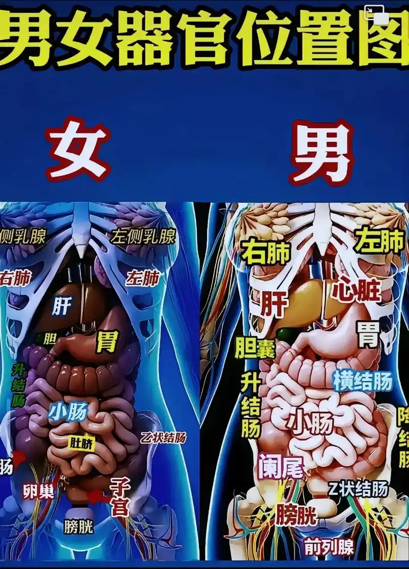 人体器官五脏六腑位置分布 - 抖音