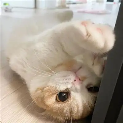 2022最新最可爱的猫咪萌宠头像 不易撞头像的治愈系小众猫咪头像_动物