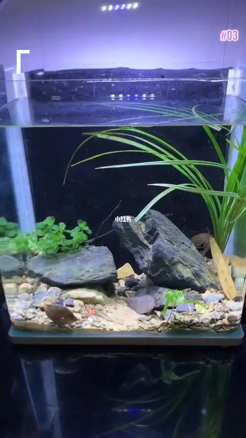 迷你鹦鹉鱼 缸的改造