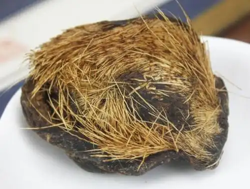 正宗 西藏麝香整个毛囊纯正麝香仁实拍包质检 药用钓鱼1克包邮