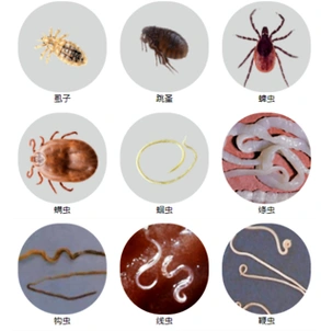 选对驱虫药猫身上的寄生虫驱的干净又彻底