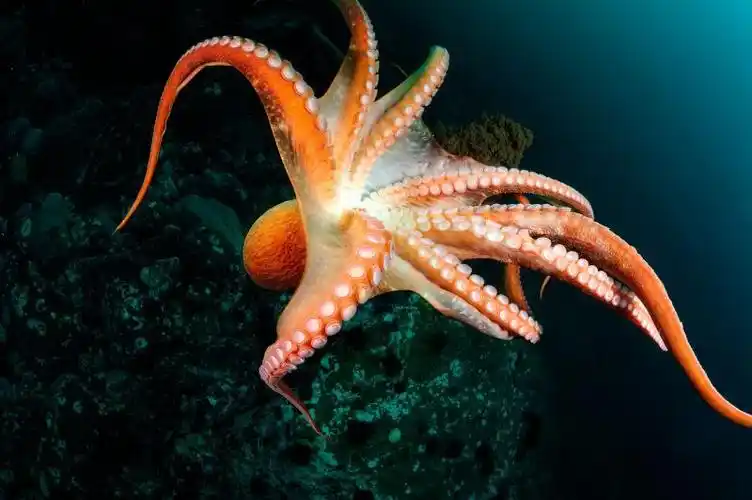 团成一圈的大章鱼