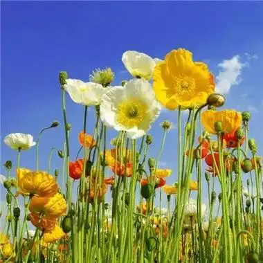 微信最吉利的好看头像风景花草 好看寓意又吉利的微信头像 - 腾讯云