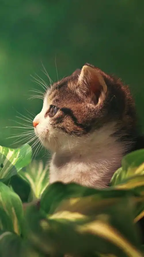 超可爱的小猫咪壁纸合集快来领取一只吧