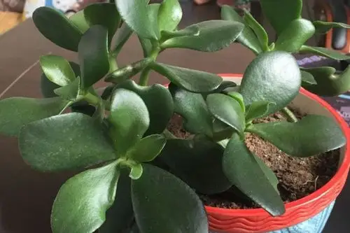 胖娃娃花的养殖方法