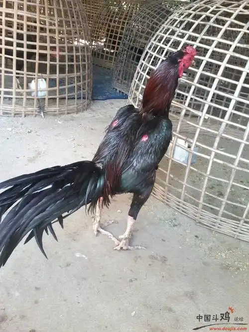 欣赏两只大品泰国鸡 - 泰国斗鸡