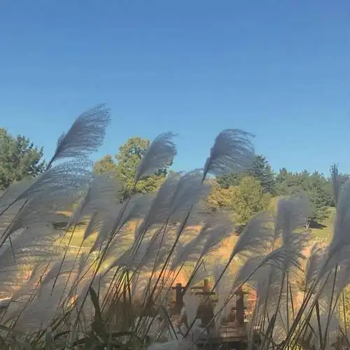 抖音流行什么样的朋友圈背景来看