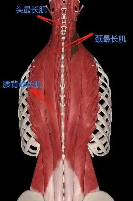 颈椎解剖之颈后部肌肉