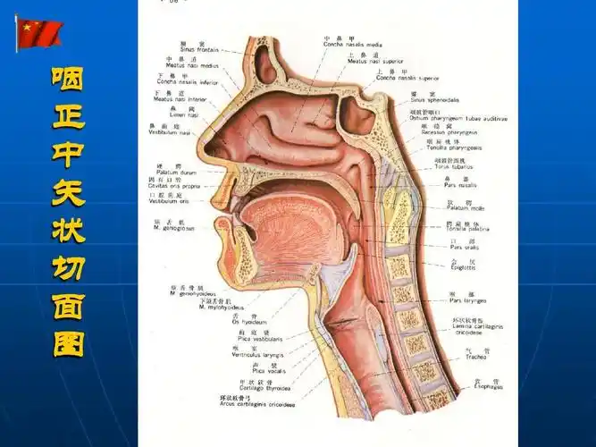 咽的应用解剖及生理