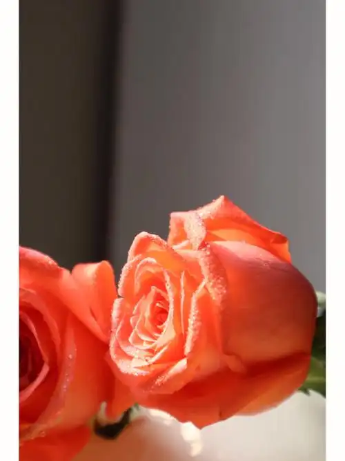 一周一花之影星玫瑰