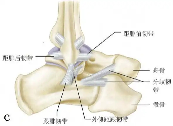 踝关节外侧副韧带_副本.jpg