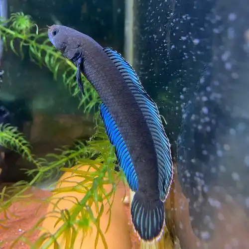 七彩酒红火背中小型活体淡水观赏鱼 二条 奶茶雷龙鱼苗6-7厘米【图片