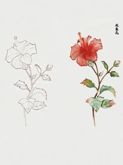 水彩花卉扶桑花线稿和上色