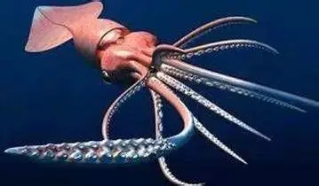 科普深海巨人大王酸浆鱿