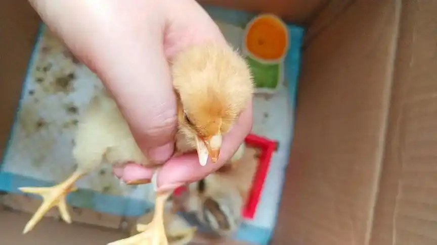 这只小鸡一出壳就少只眼睛嘴巴歪的,却坚强的活到了第三天